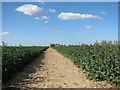 Footpath through an oilseed rape crop