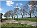 Birch trees beside Christmas Lane