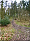 SU6837 : Track with fallen tree in Chawton Park Wood by Shazz