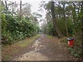 Branksome Park Woods, path