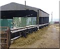 Cattle munching silage