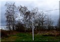 Silver birch trees and finger post