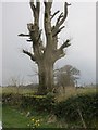 ST5252 : Truncated tree at the boundary of Wills Farm in Plummer's Lane by Dr Duncan Pepper