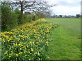 Daffodils in Hatherop Park, Hampton