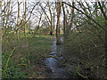 Wet section of Linford Wood