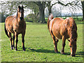 Ponies in paddock by Whittingham Hall