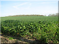 Oilseed rape crop at Gules Green