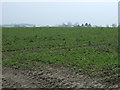 Crop field south of Daventry Road