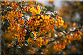 Berberis darwinii Flowers