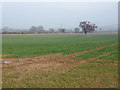 SE7564 : Lone oak in arable field by Pauline E