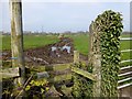 Muddy Footpath