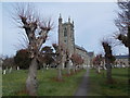 ST8622 : Shaftesbury: avenue of trees in Trinity churchyard by Chris Downer