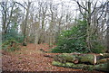 TG1841 : Beacon Hill Wood by N Chadwick