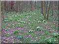 Anemones in Lower Grove, Tolleshunt D