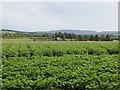 Potato field, Dungiven