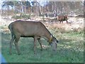 Chobham Range Deer