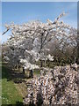 Flowering Cherries, Brogdale