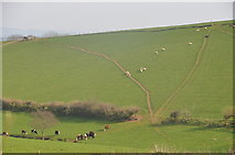 SS9907 : Mid Devon : Countryside Scenery by Lewis Clarke