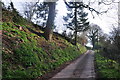 Mid Devon : Country Lane