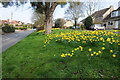 Daffodils in Bredon