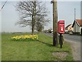 Postbox and daffodils at Barking Tye