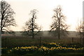 Daffodils in the sunset by the lodge cottage at Holbeck Manor