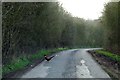 Pheasant crossing Tar Road