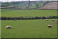 Mid Devon : Grassy Field & Sheep