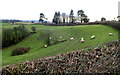 Sheep in a field, Clawdd y Parc Farm near Llangybi