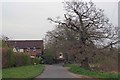 Old Oak Near Potters Close