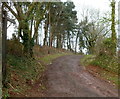 ST3696 : Footpath into woodland, Llangybi by Jaggery