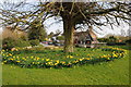 Daffodils in Bredon churchyard