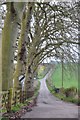 Mid Devon : Country Lane