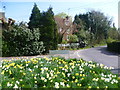 Daffodils at East Street, Harrietsham