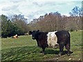 Cattle on Aberbargoed Grasslands