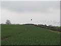 Oil-seed rape by Limekilns Road