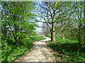 Path in Mote Park