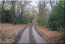SU9030 : Fernden Lane in Lye Wood by N Chadwick