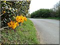 berberis in Chapel Road, East Ruston