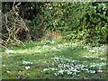 Snowdrops in Leighton churchyard