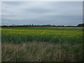 Oilseed rape, Swansea Bridge