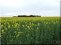 Oilseed rape crop, Blyton