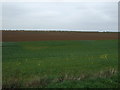 Farmland north of Gainsborough Road