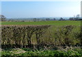 Hedgerow along Nursery Lane