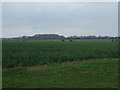 Oilseed rape crop north of Carr Lane