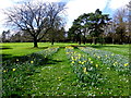 Daffodils, Wallace Park