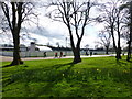 Trees, Wallace Park