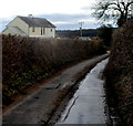 High hedges and a muddy road south of Llanvair Discoed