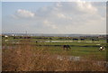 Grazing marshes