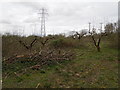 TQ6443 : Orchard being put back into use, Capel by Danny P Robinson